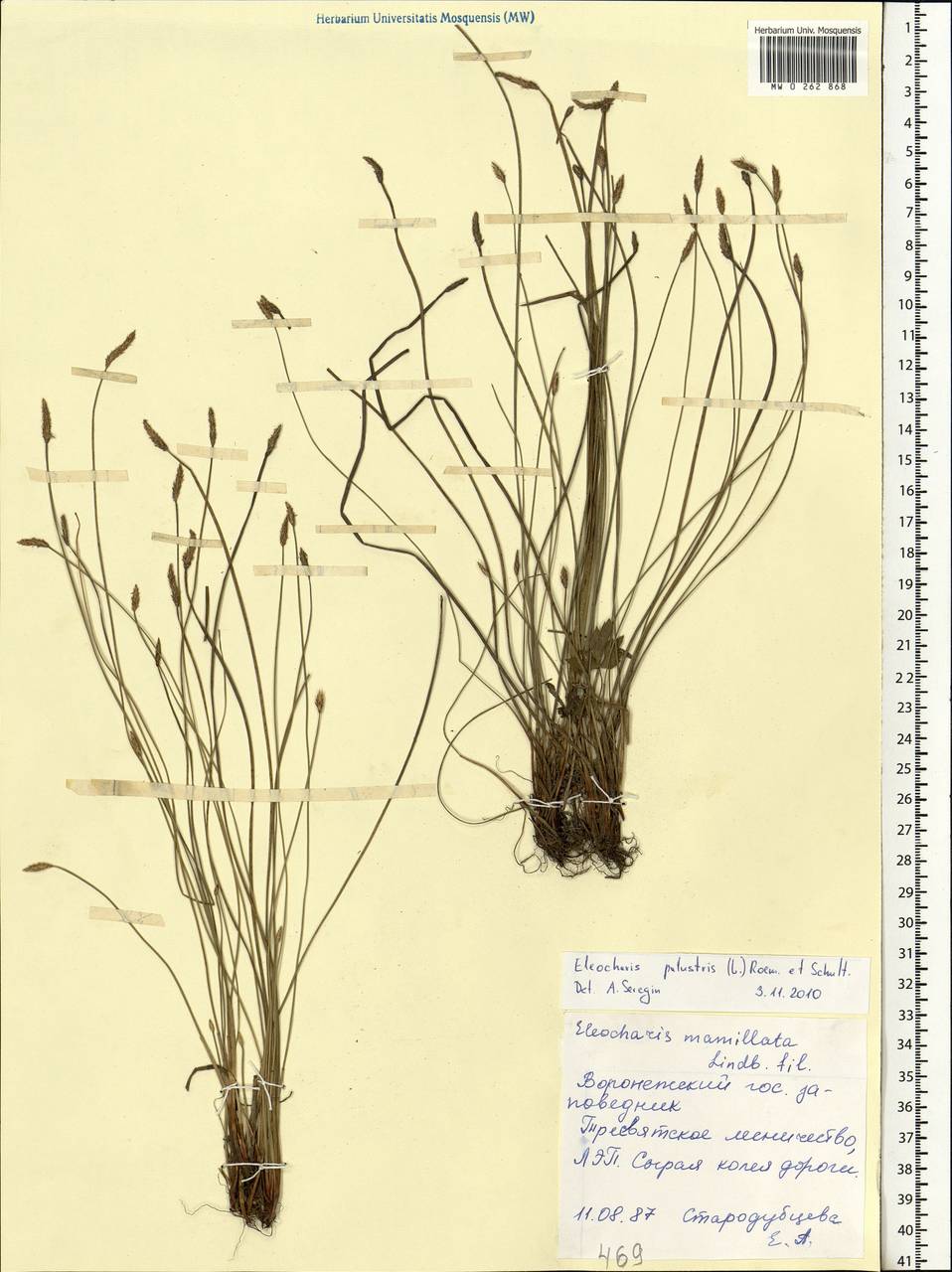 Eleocharis palustris (L.) Roem. & Schult., Eastern Europe, Central forest-and-steppe region (E6) (Russia)