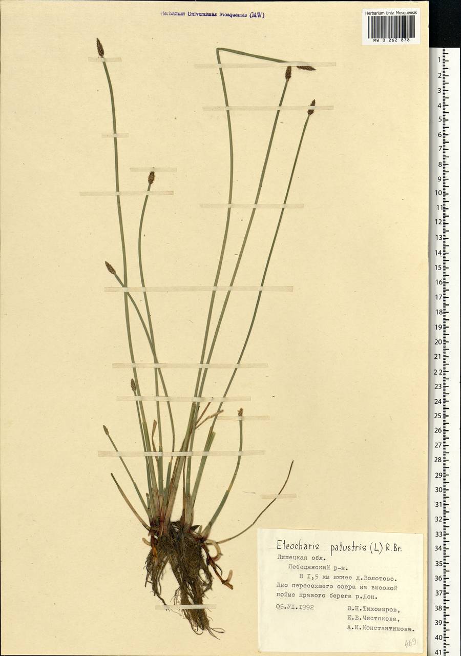 Eleocharis palustris (L.) Roem. & Schult., Eastern Europe, Central forest-and-steppe region (E6) (Russia)