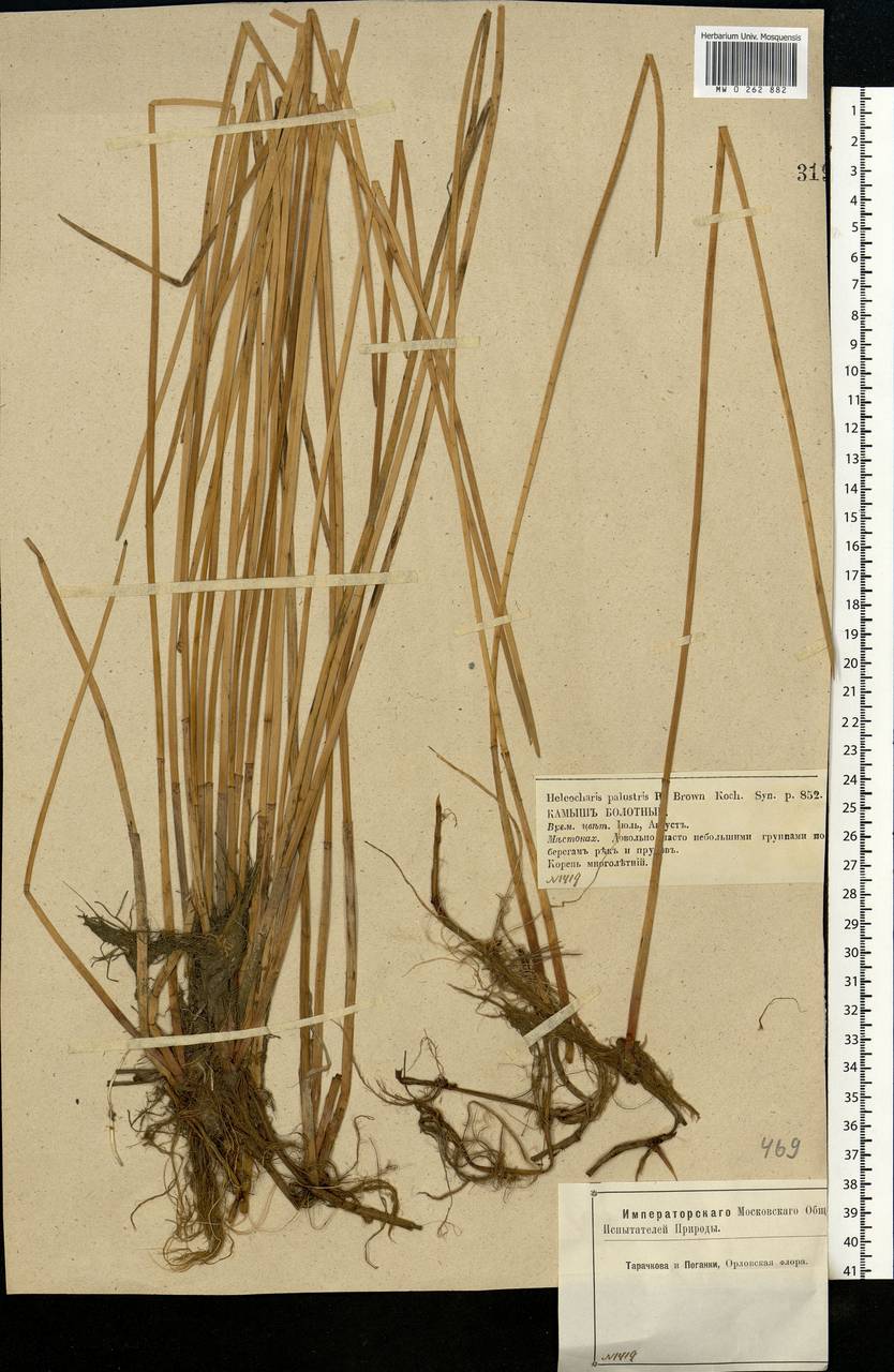 Eleocharis palustris (L.) Roem. & Schult., Eastern Europe, Central forest-and-steppe region (E6) (Russia)