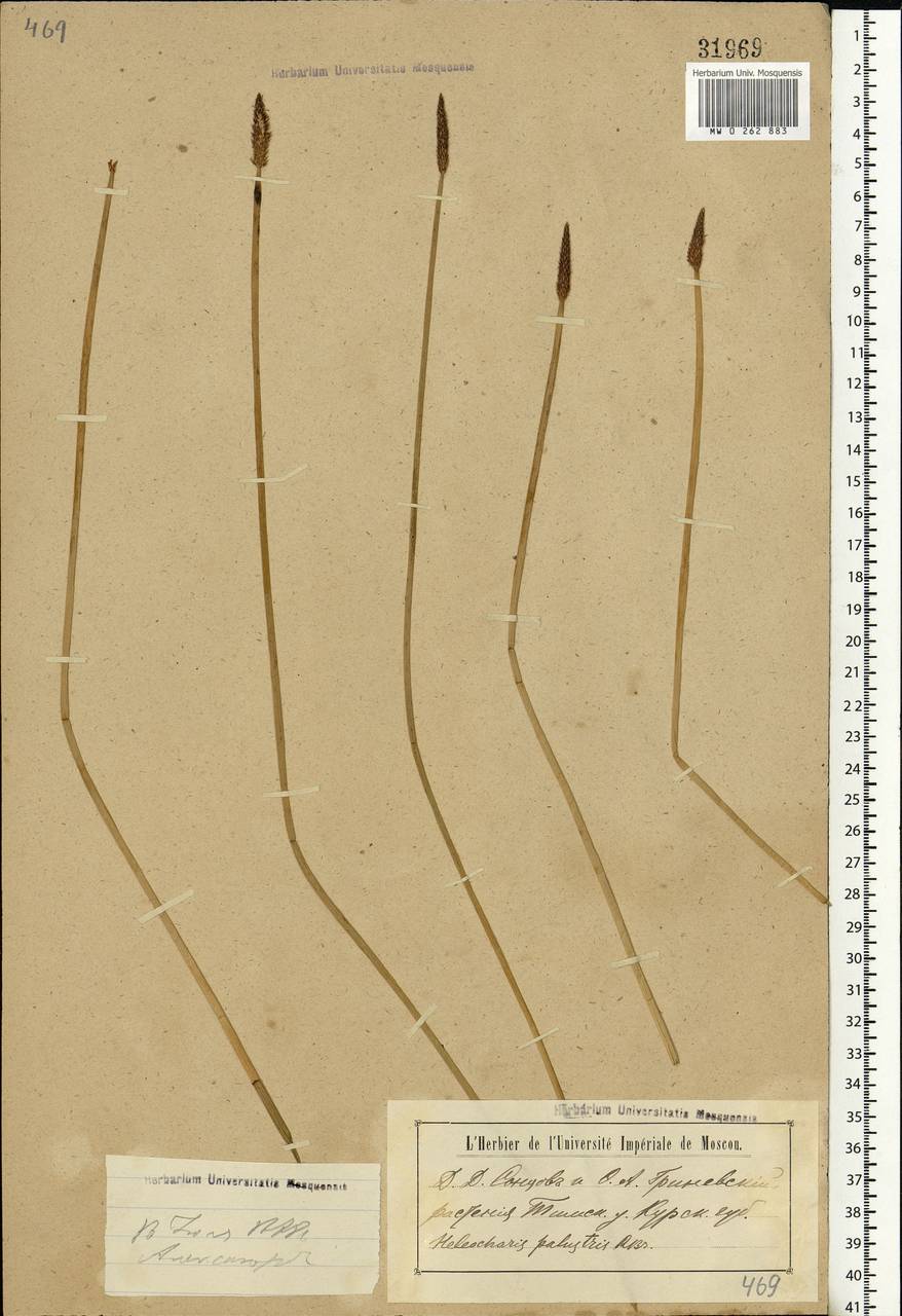 Eleocharis palustris (L.) Roem. & Schult., Eastern Europe, Central forest-and-steppe region (E6) (Russia)