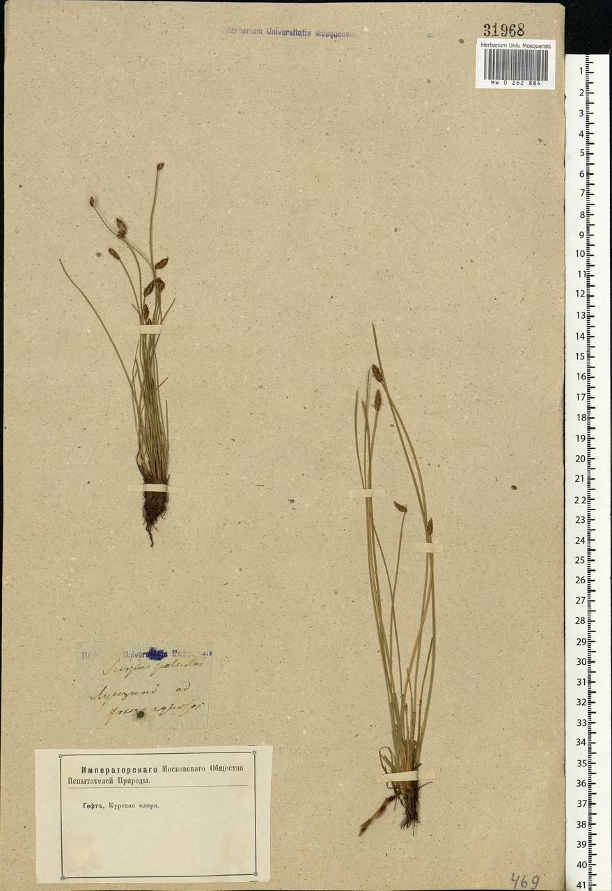 Eleocharis palustris (L.) Roem. & Schult., Eastern Europe, Central forest-and-steppe region (E6) (Russia)