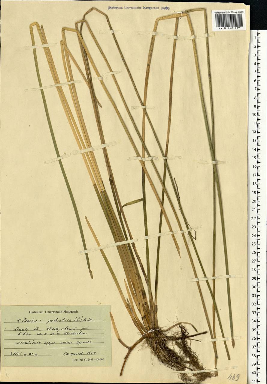 Eleocharis palustris (L.) Roem. & Schult., Eastern Europe, Central forest-and-steppe region (E6) (Russia)