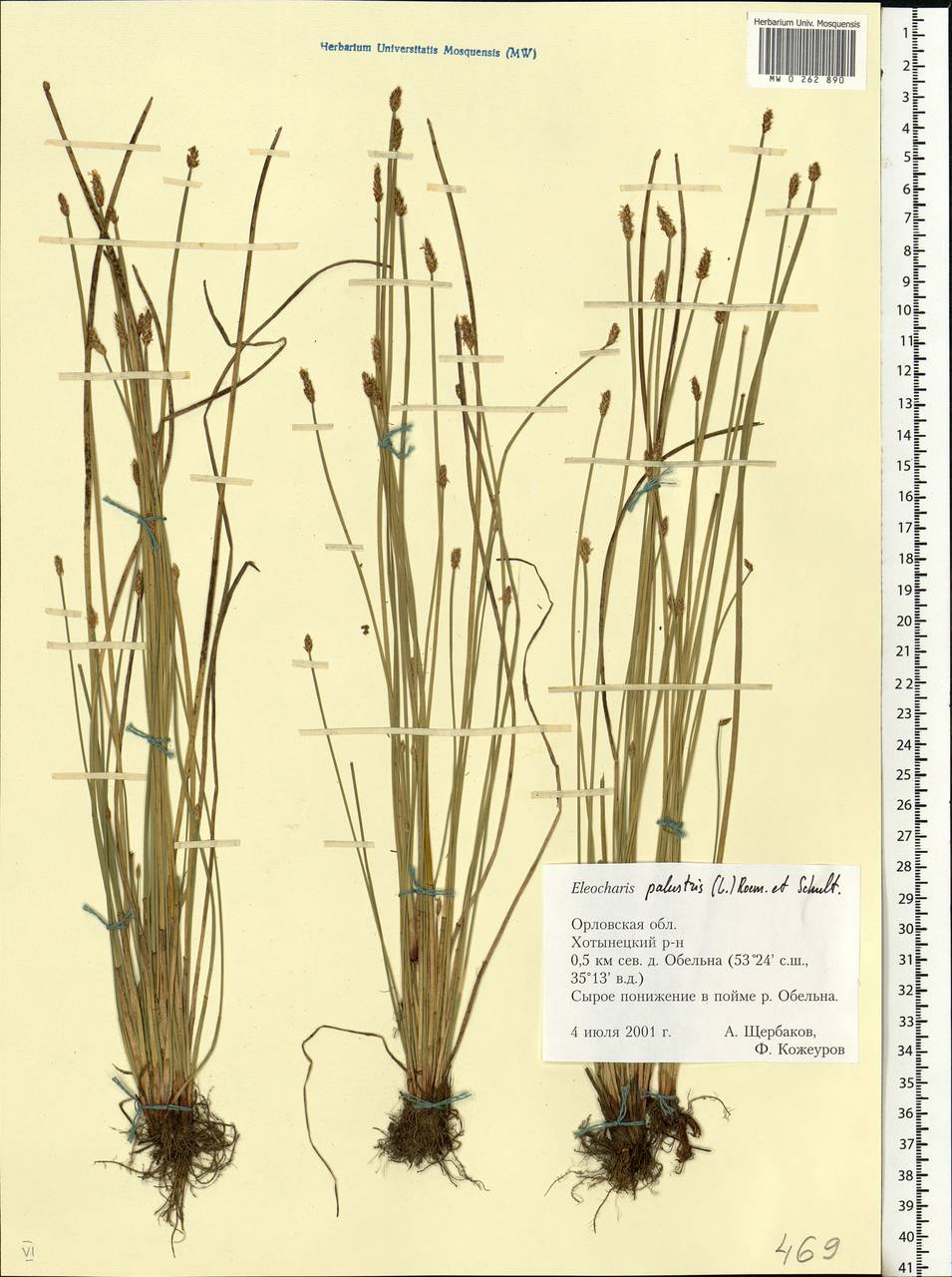 Eleocharis palustris (L.) Roem. & Schult., Eastern Europe, Central forest-and-steppe region (E6) (Russia)