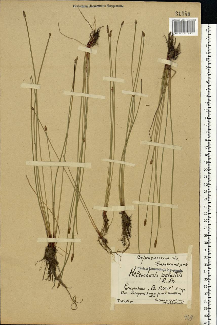 Eleocharis palustris (L.) Roem. & Schult., Eastern Europe, Central forest-and-steppe region (E6) (Russia)