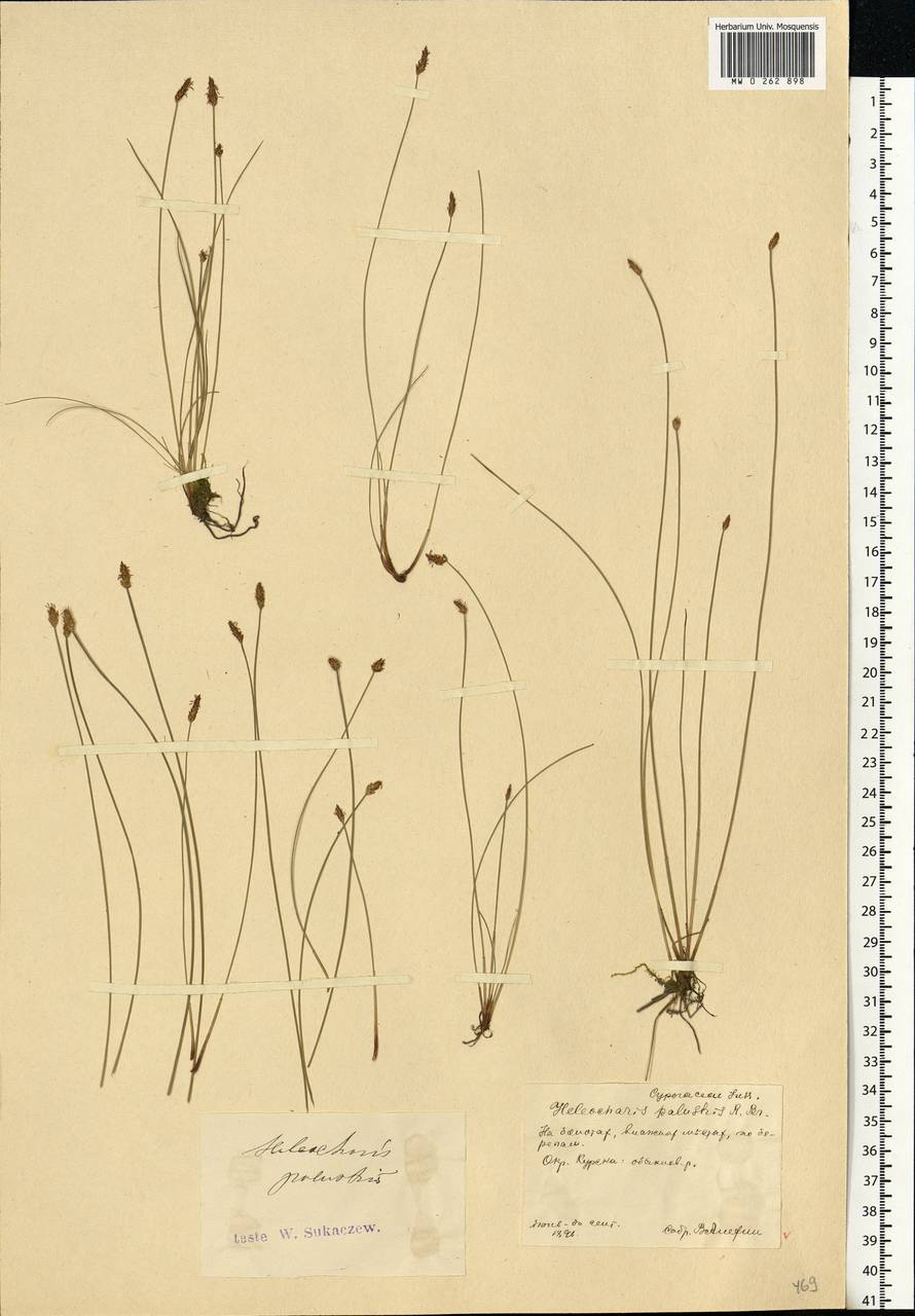 Eleocharis palustris (L.) Roem. & Schult., Eastern Europe, Central forest-and-steppe region (E6) (Russia)
