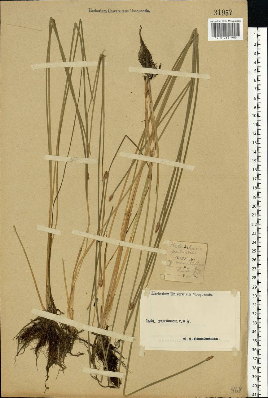 Eleocharis palustris (L.) Roem. & Schult., Eastern Europe, Central forest-and-steppe region (E6) (Russia)