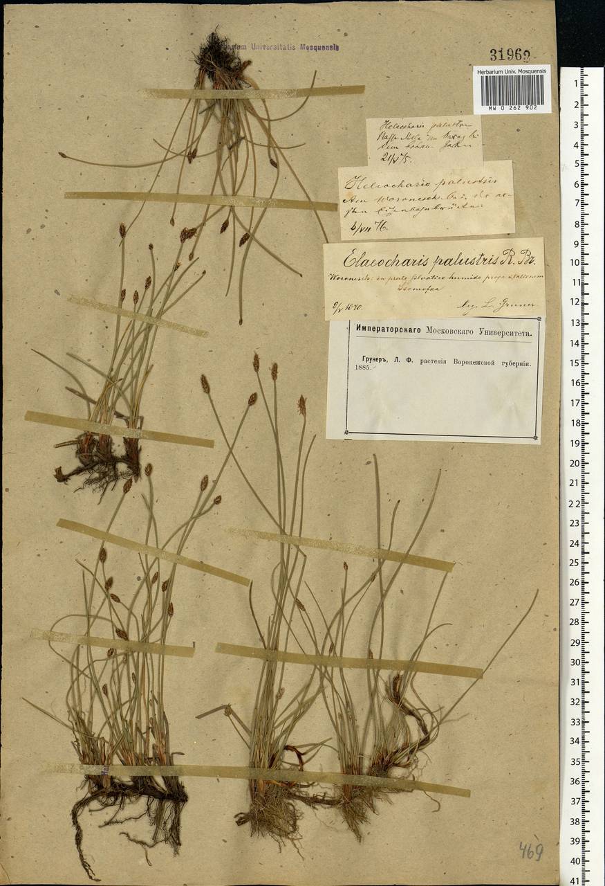 Eleocharis palustris (L.) Roem. & Schult., Eastern Europe, Central forest-and-steppe region (E6) (Russia)