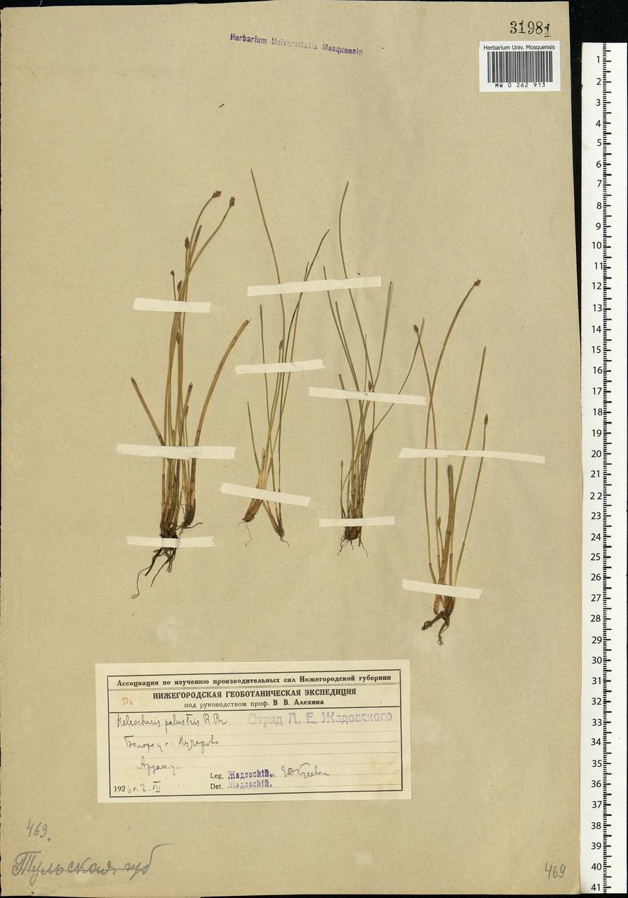 Eleocharis palustris (L.) Roem. & Schult., Eastern Europe, Volga-Kama region (E7) (Russia)