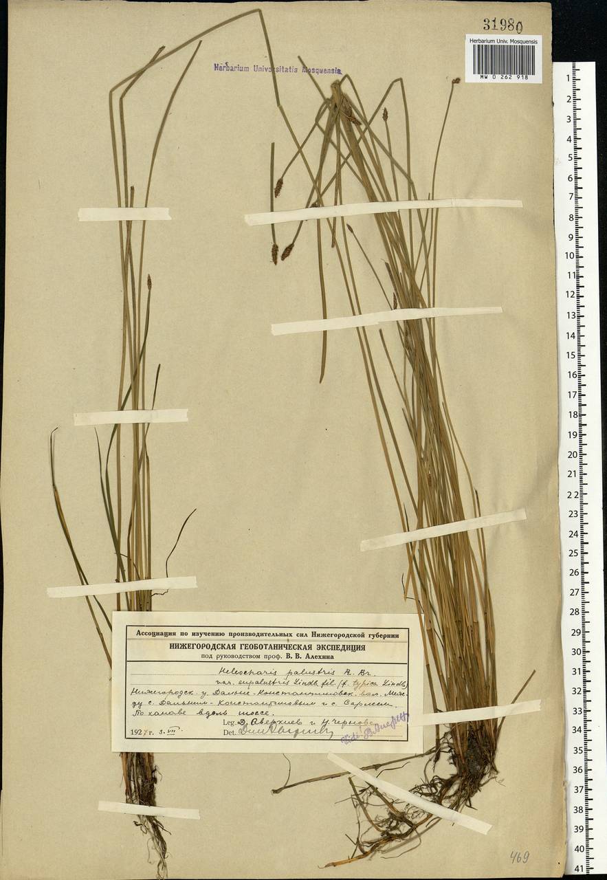 Eleocharis palustris (L.) Roem. & Schult., Eastern Europe, Volga-Kama region (E7) (Russia)