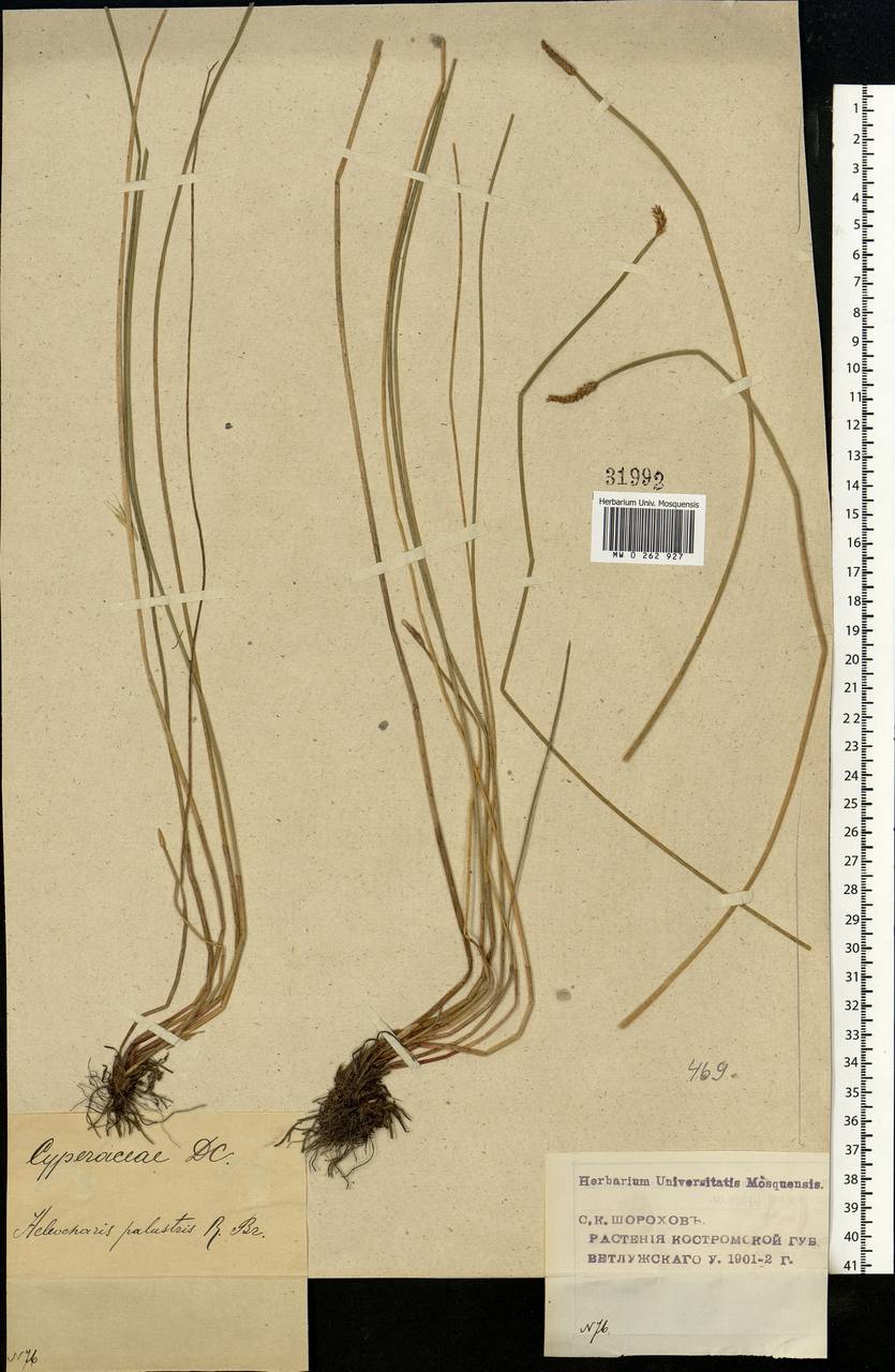 Eleocharis palustris (L.) Roem. & Schult., Eastern Europe, Volga-Kama region (E7) (Russia)