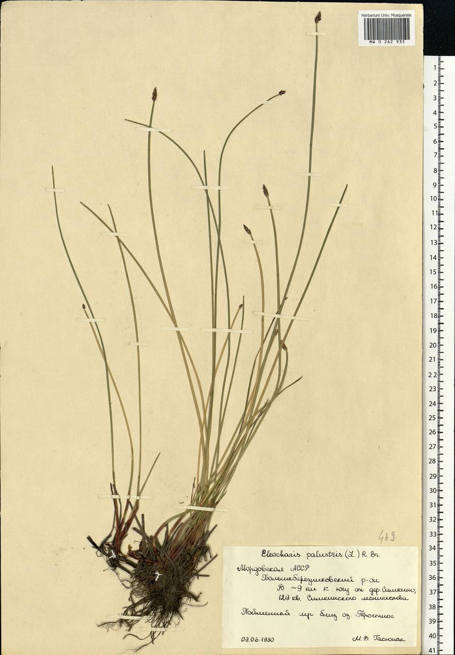 Eleocharis palustris (L.) Roem. & Schult., Eastern Europe, Middle Volga region (E8) (Russia)