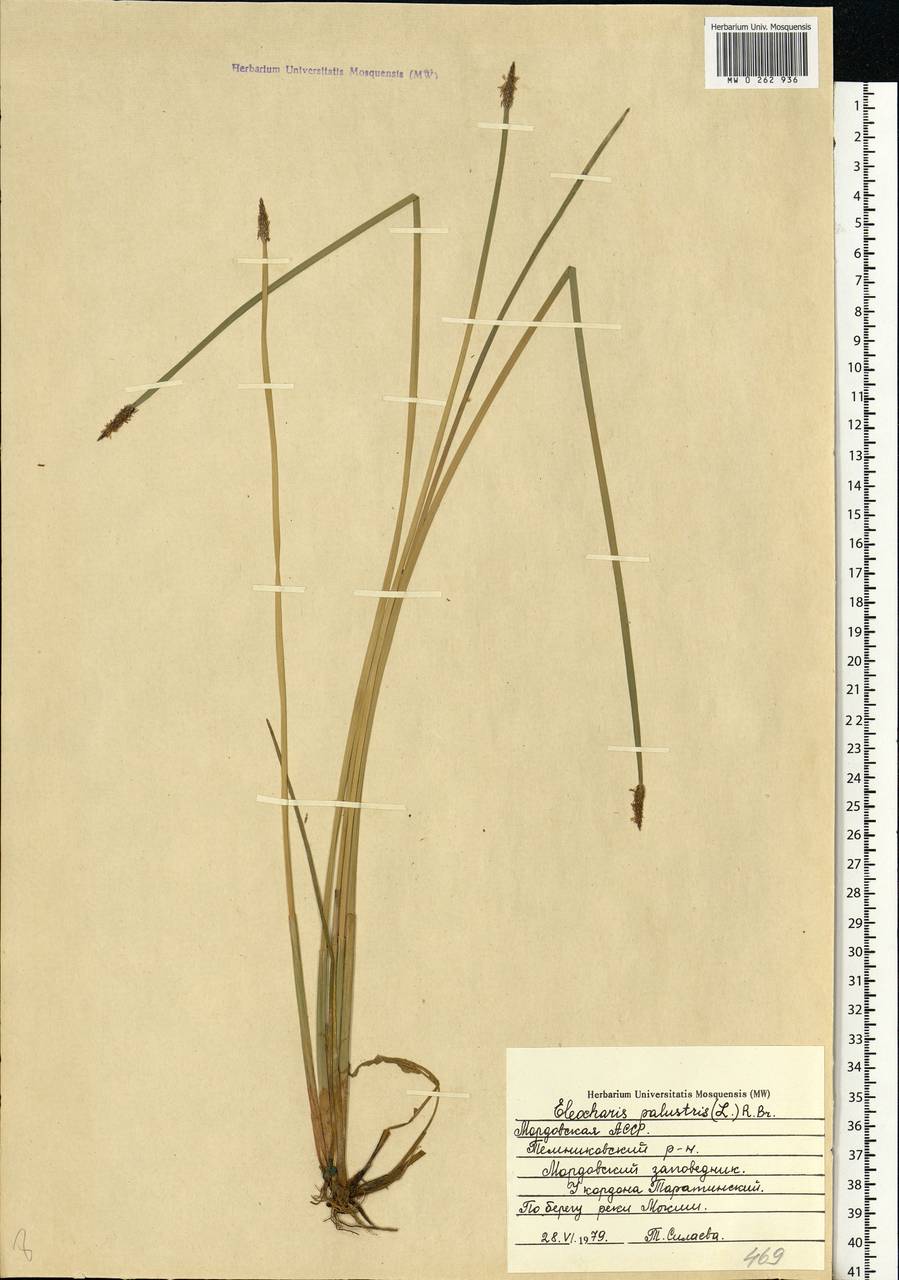 Eleocharis palustris (L.) Roem. & Schult., Eastern Europe, Middle Volga region (E8) (Russia)