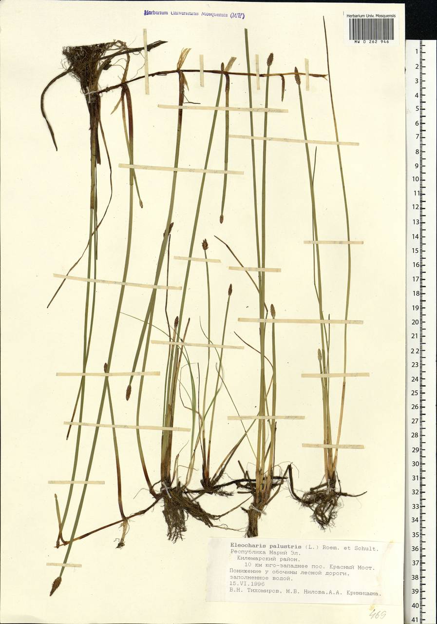 Eleocharis palustris (L.) Roem. & Schult., Eastern Europe, Middle Volga region (E8) (Russia)