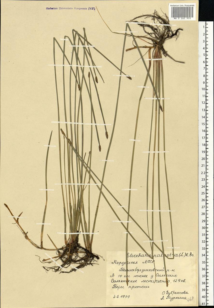 Eleocharis palustris (L.) Roem. & Schult., Eastern Europe, Middle Volga region (E8) (Russia)