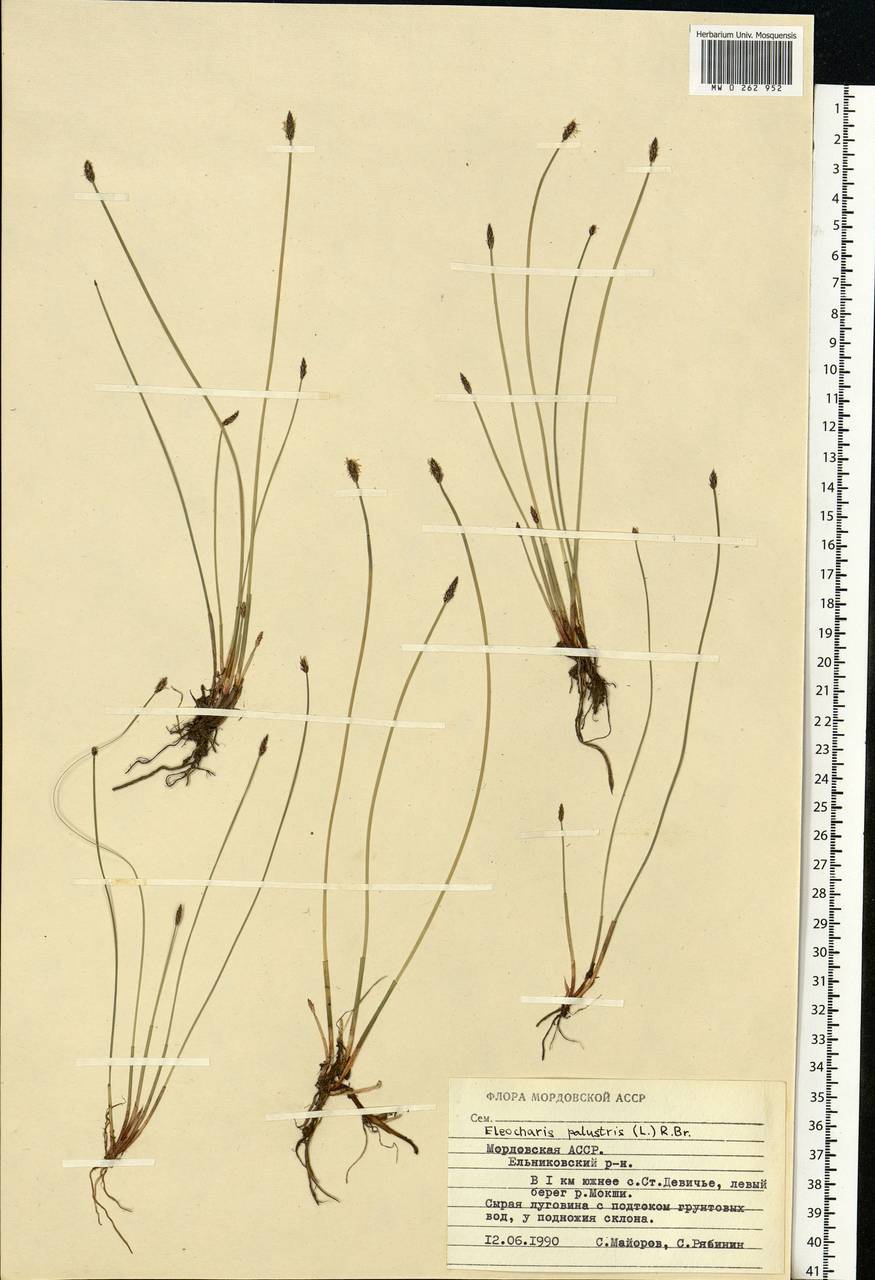 Eleocharis palustris (L.) Roem. & Schult., Eastern Europe, Middle Volga region (E8) (Russia)