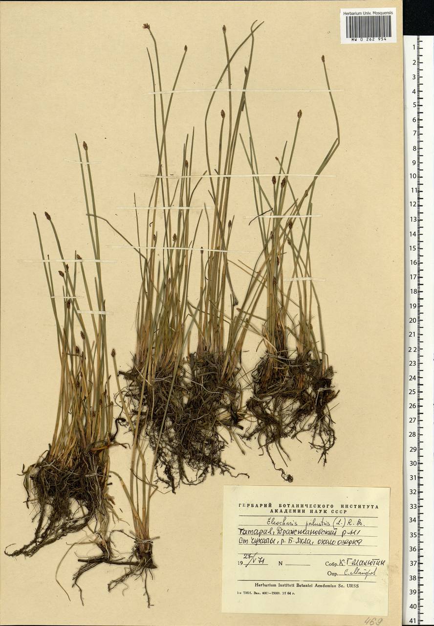 Eleocharis palustris (L.) Roem. & Schult., Eastern Europe, Middle Volga region (E8) (Russia)