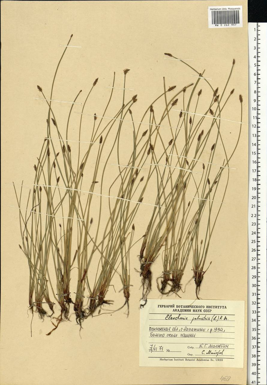 Eleocharis palustris (L.) Roem. & Schult., Eastern Europe, Middle Volga region (E8) (Russia)
