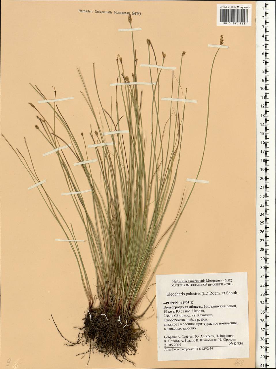 Eleocharis palustris (L.) Roem. & Schult., Eastern Europe, Lower Volga region (E9) (Russia)