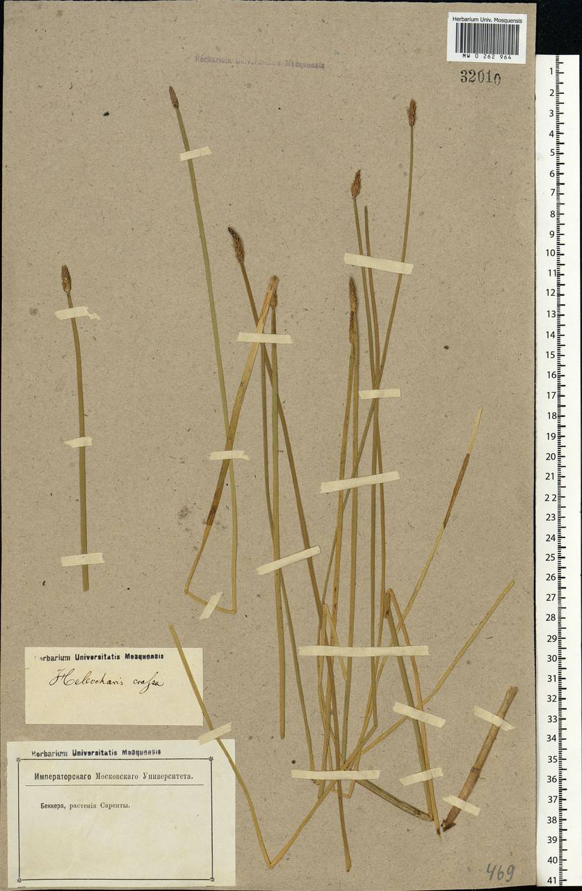 Eleocharis palustris (L.) Roem. & Schult., Eastern Europe, Lower Volga region (E9) (Russia)