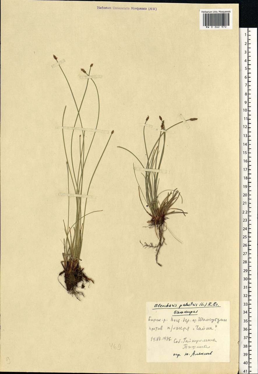 Eleocharis palustris (L.) Roem. & Schult., Eastern Europe, Eastern region (E10) (Russia)