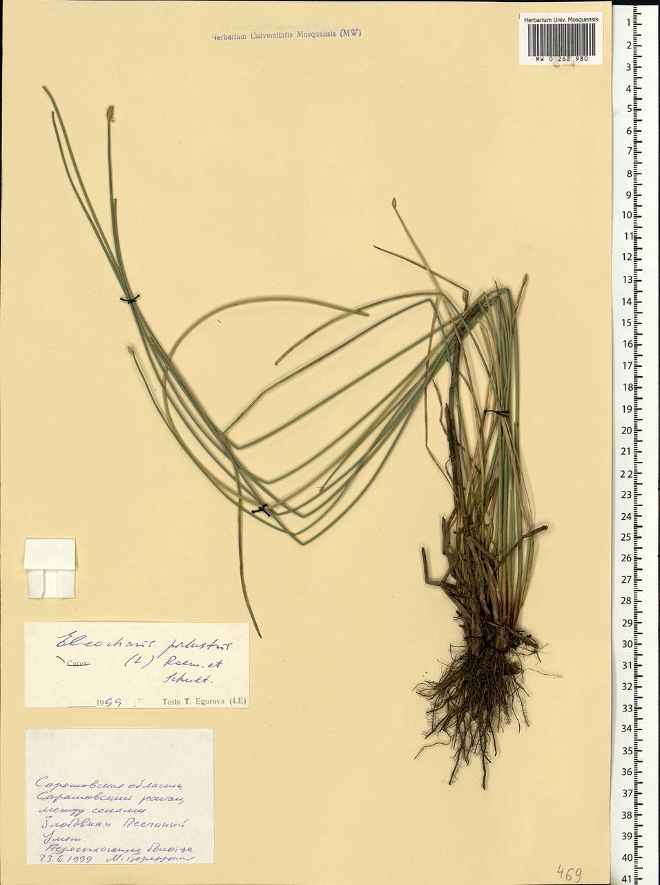Eleocharis palustris (L.) Roem. & Schult., Eastern Europe, Lower Volga region (E9) (Russia)