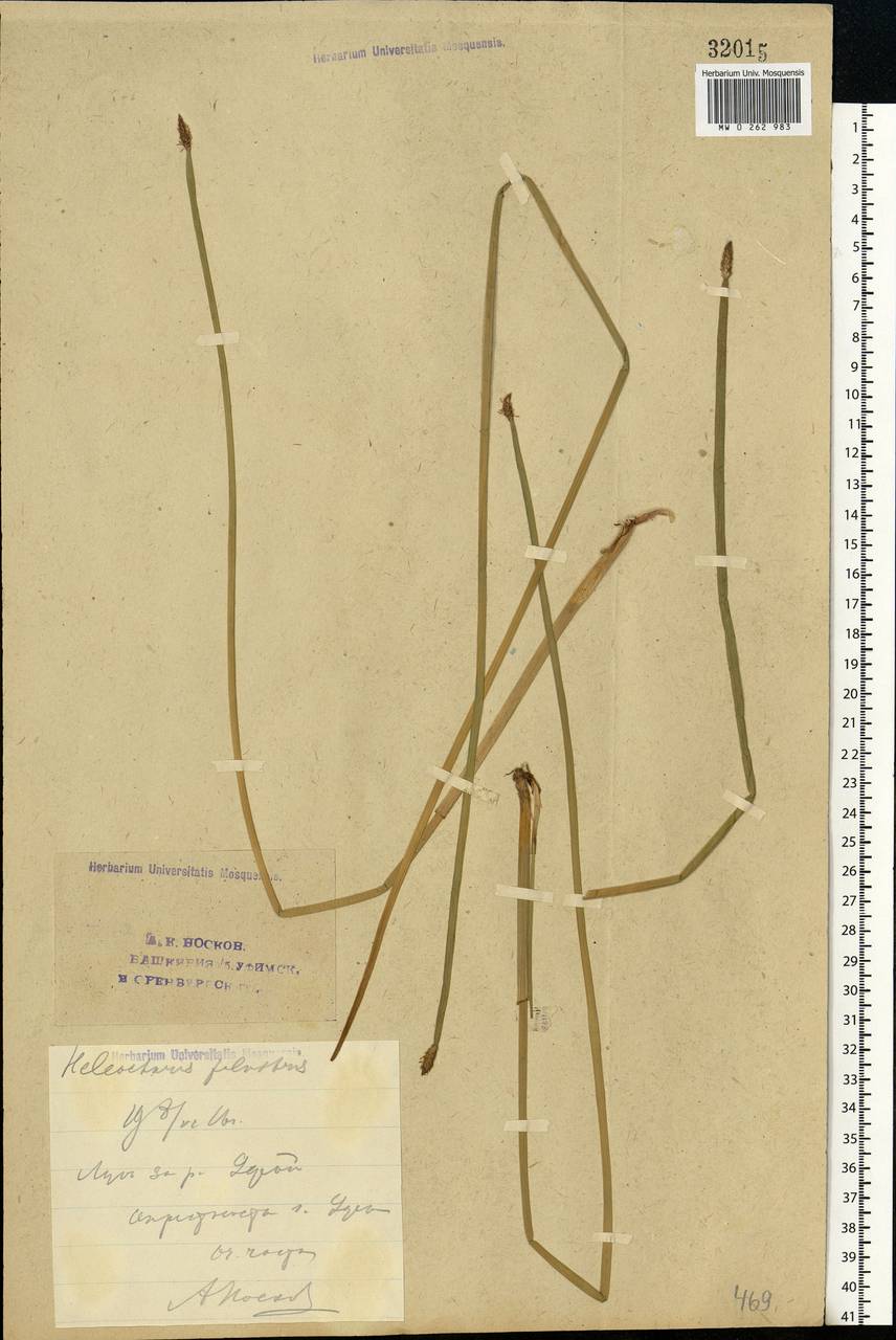Eleocharis palustris (L.) Roem. & Schult., Eastern Europe, Eastern region (E10) (Russia)
