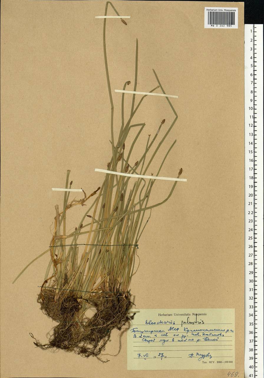 Eleocharis palustris (L.) Roem. & Schult., Eastern Europe, Eastern region (E10) (Russia)