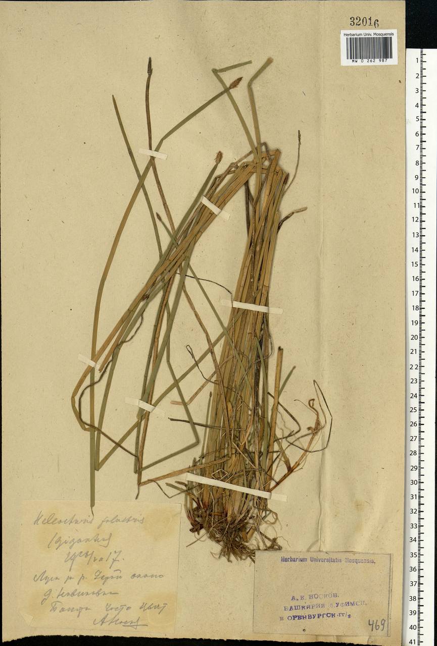 Eleocharis palustris (L.) Roem. & Schult., Eastern Europe, Eastern region (E10) (Russia)