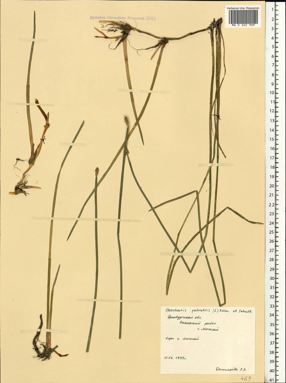 Eleocharis palustris (L.) Roem. & Schult., Eastern Europe, Eastern region (E10) (Russia)
