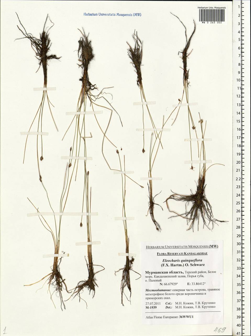 Eleocharis quinqueflora (Hartmann) O.Schwarz, Eastern Europe, Northern region (E1) (Russia)