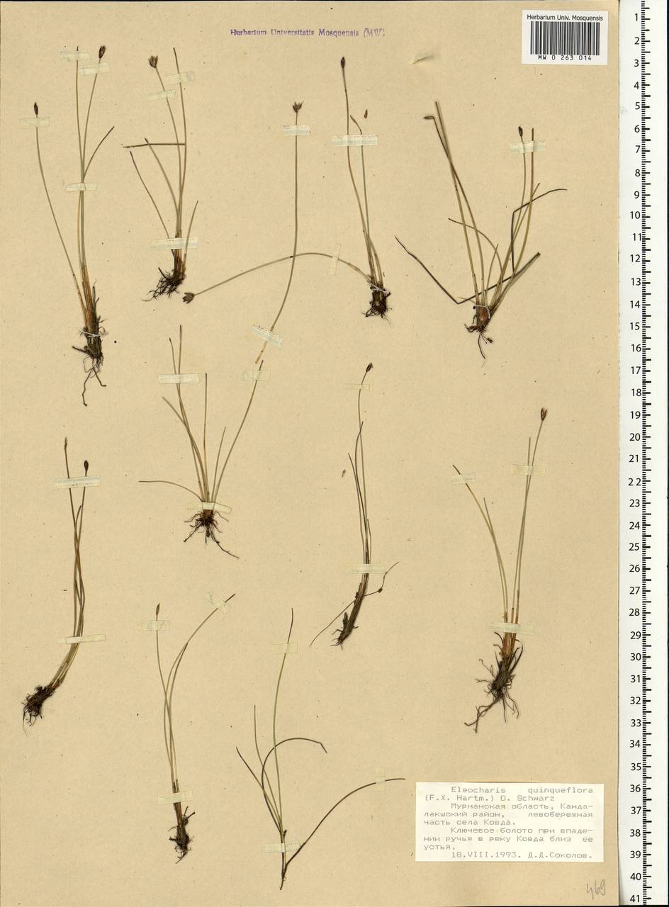 Eleocharis quinqueflora (Hartmann) O.Schwarz, Eastern Europe, Northern region (E1) (Russia)