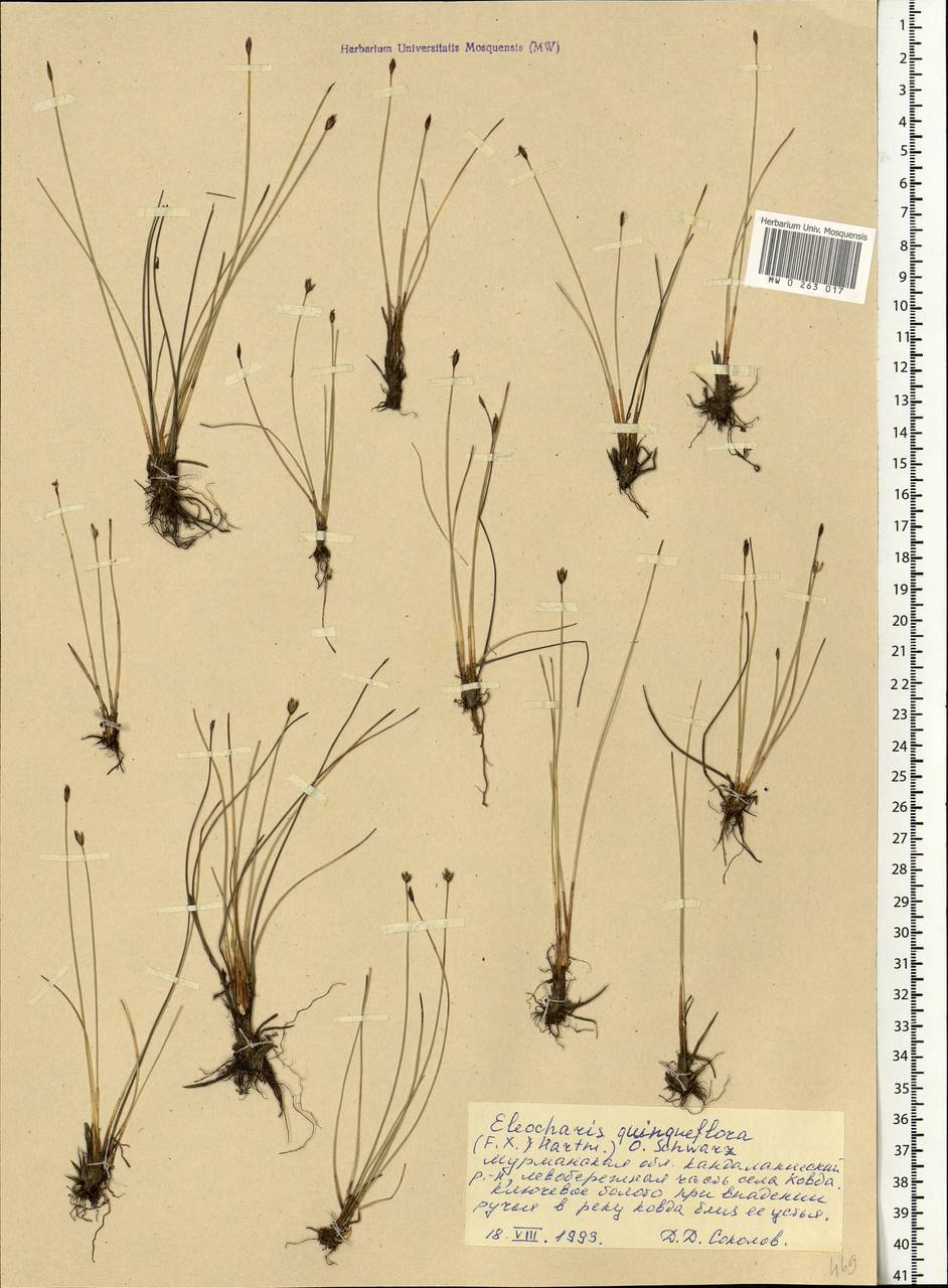 Eleocharis quinqueflora (Hartmann) O.Schwarz, Eastern Europe, Northern region (E1) (Russia)