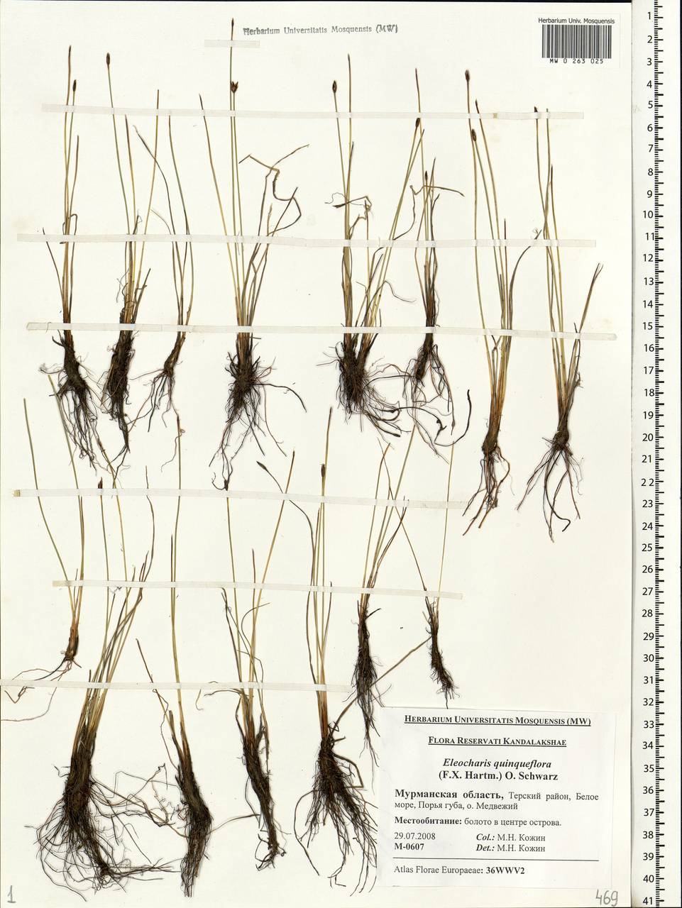 Eleocharis quinqueflora (Hartmann) O.Schwarz, Eastern Europe, Northern region (E1) (Russia)