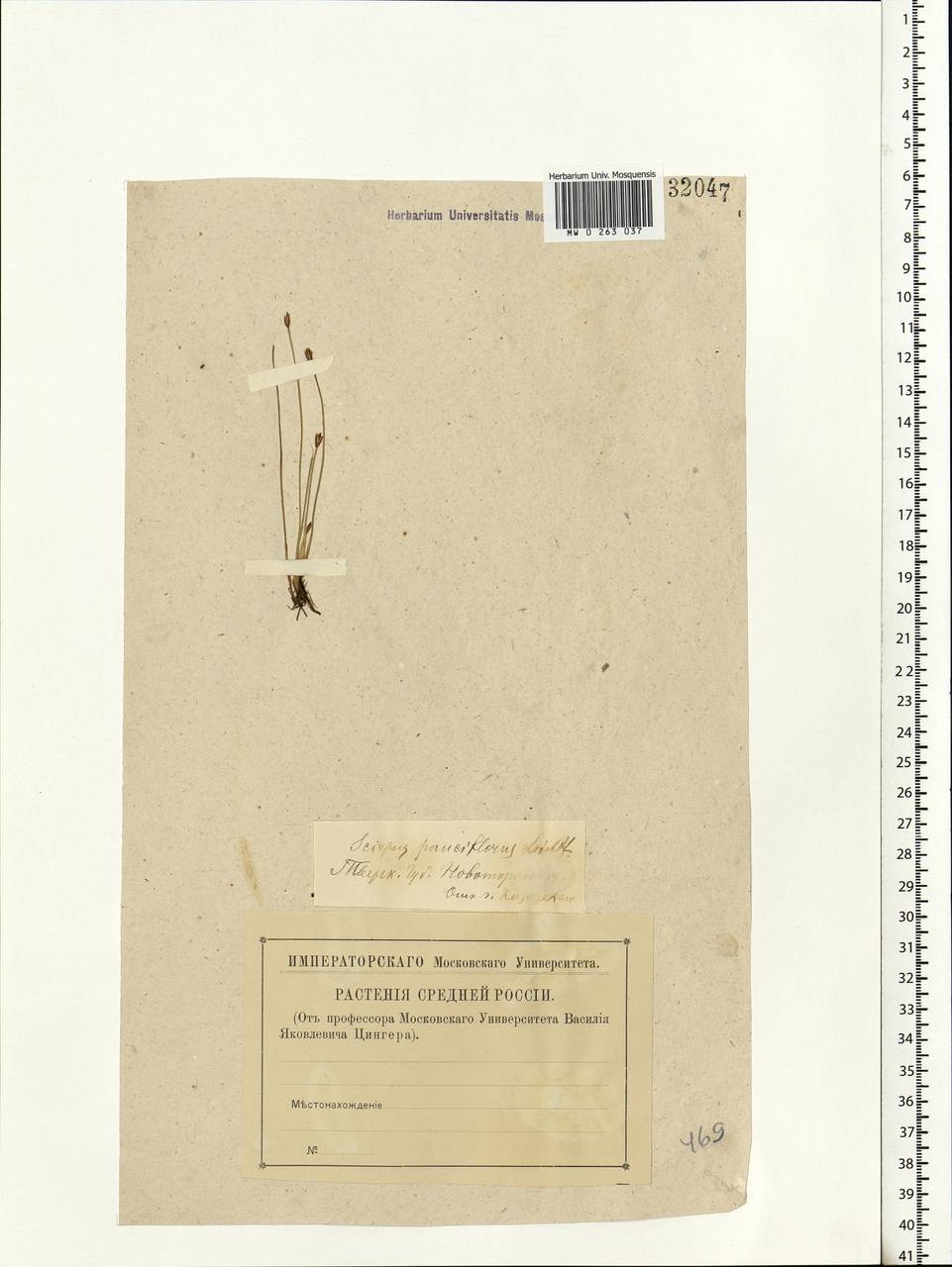 Eleocharis quinqueflora (Hartmann) O.Schwarz, Eastern Europe, North-Western region (E2) (Russia)