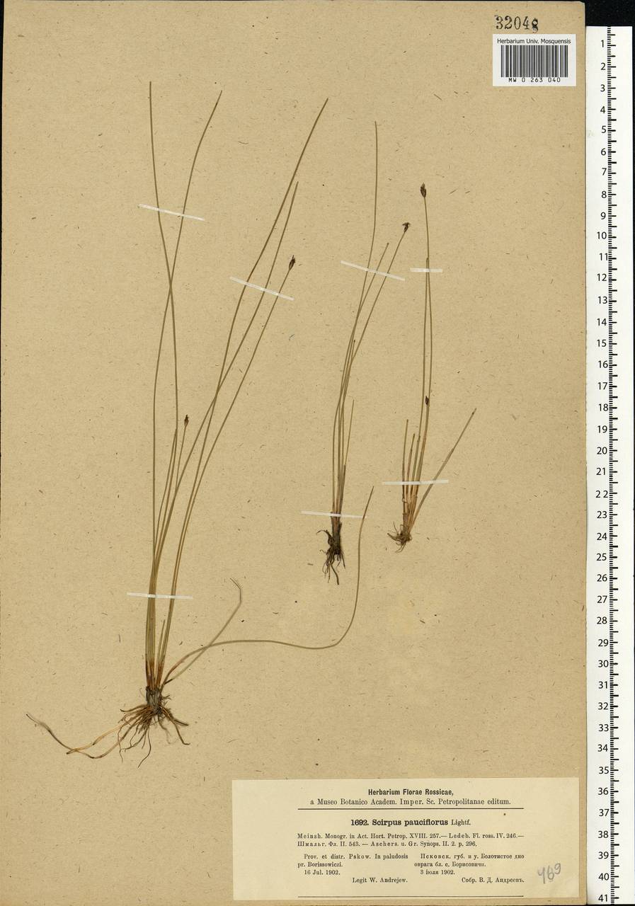 Eleocharis quinqueflora (Hartmann) O.Schwarz, Eastern Europe, North-Western region (E2) (Russia)