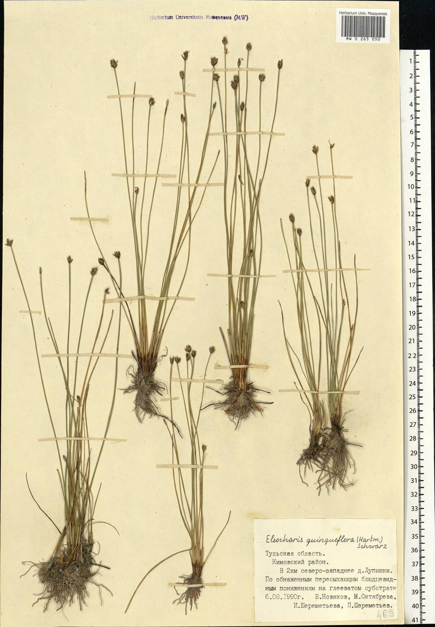 Eleocharis quinqueflora (Hartmann) O.Schwarz, Eastern Europe, Central region (E4) (Russia)