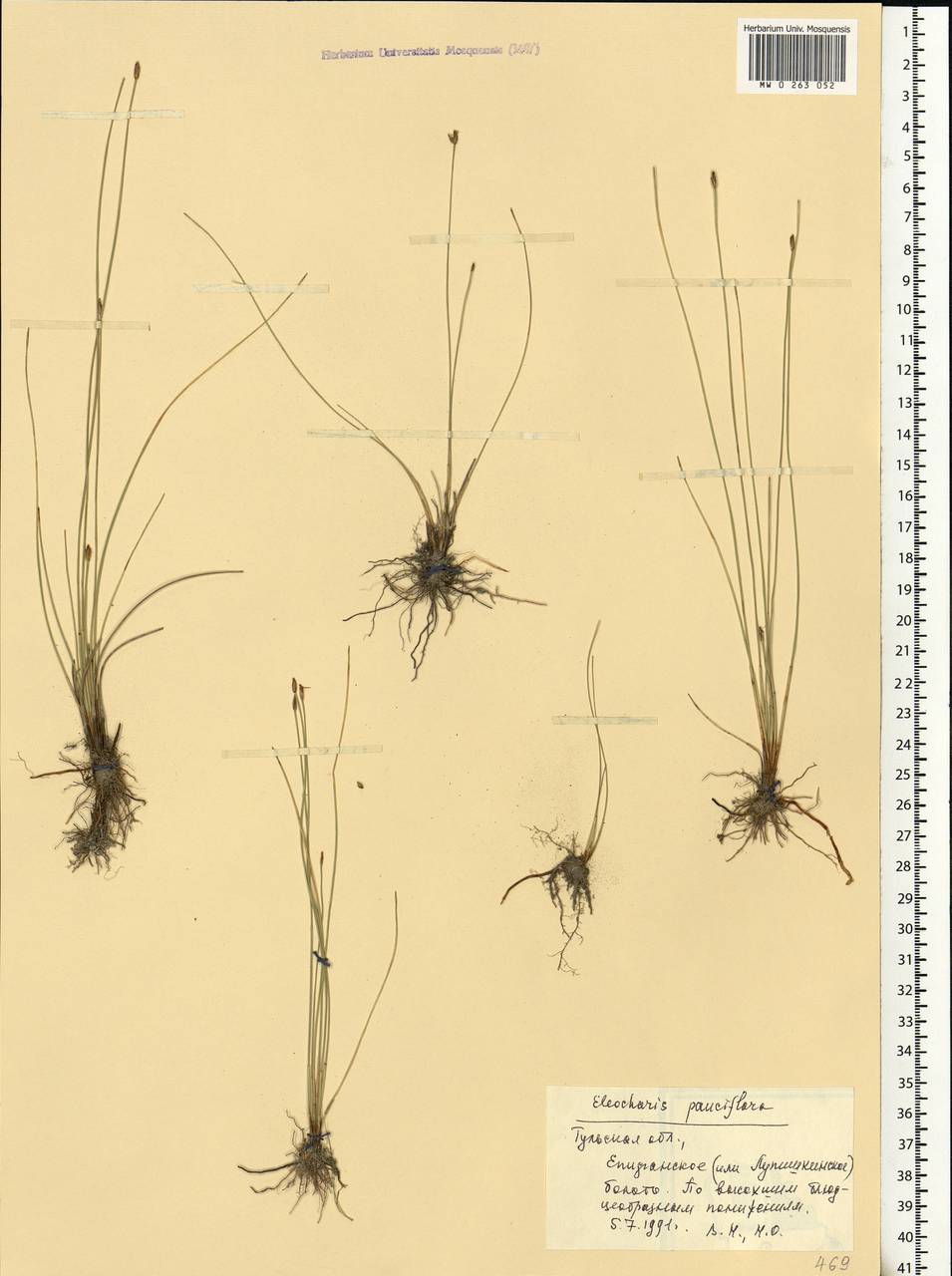 Eleocharis quinqueflora (Hartmann) O.Schwarz, Eastern Europe, Central region (E4) (Russia)