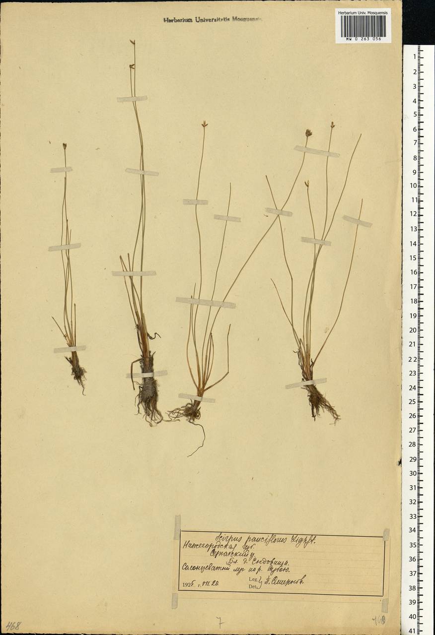 Eleocharis quinqueflora (Hartmann) O.Schwarz, Eastern Europe, Volga-Kama region (E7) (Russia)