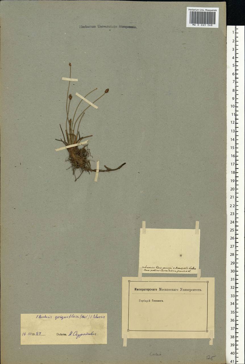 Eleocharis quinqueflora (Hartmann) O.Schwarz, Eastern Europe, Lower Volga region (E9) (Russia)