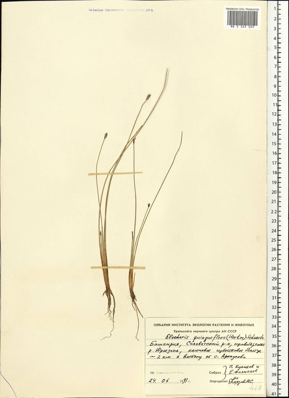 Eleocharis quinqueflora (Hartmann) O.Schwarz, Eastern Europe, Eastern region (E10) (Russia)