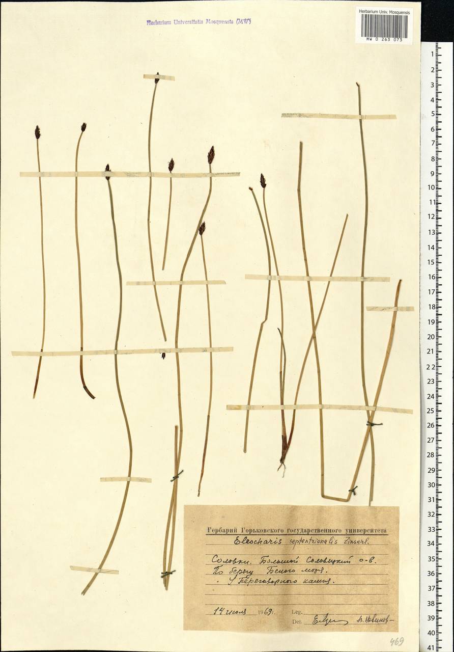 Eleocharis uniglumis subsp. septentrionalis (Zinserl.) T.V.Egorova, Eastern Europe, Northern region (E1) (Russia)