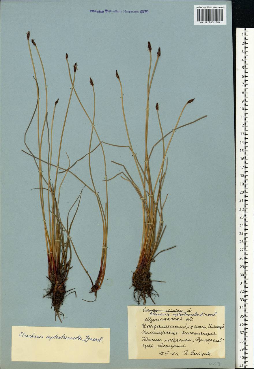 Eleocharis uniglumis subsp. septentrionalis (Zinserl.) T.V.Egorova, Eastern Europe, Northern region (E1) (Russia)