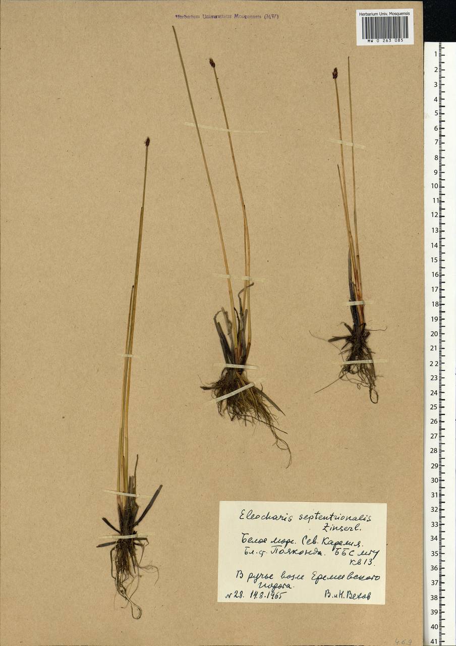 Eleocharis uniglumis subsp. septentrionalis (Zinserl.) T.V.Egorova, Eastern Europe, Northern region (E1) (Russia)