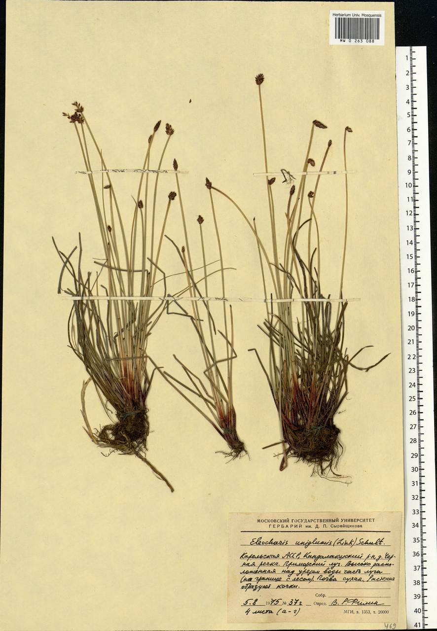 Eleocharis uniglumis (Link) Schult., Eastern Europe, Northern region (E1) (Russia)