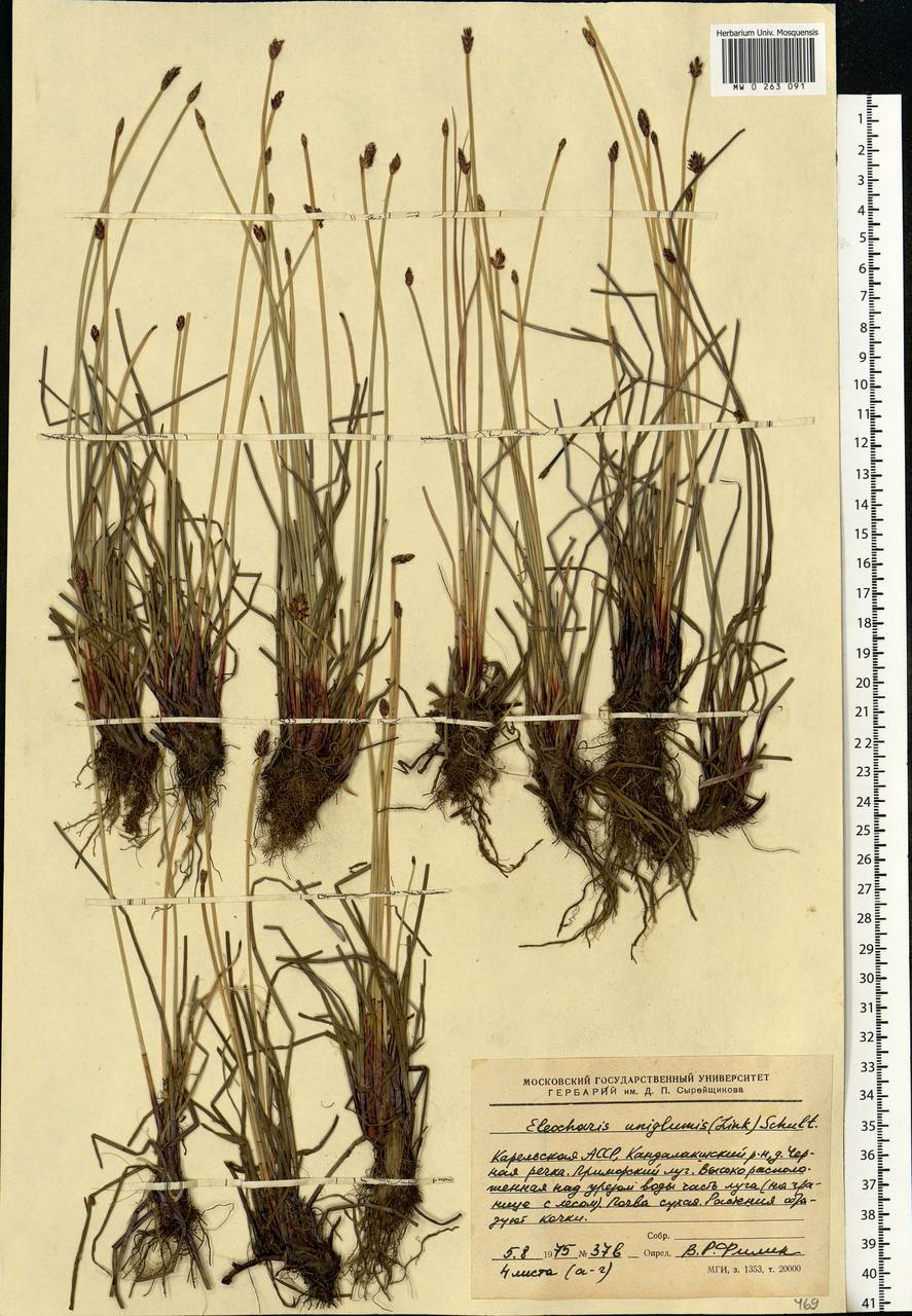 Eleocharis uniglumis (Link) Schult., Eastern Europe, Northern region (E1) (Russia)