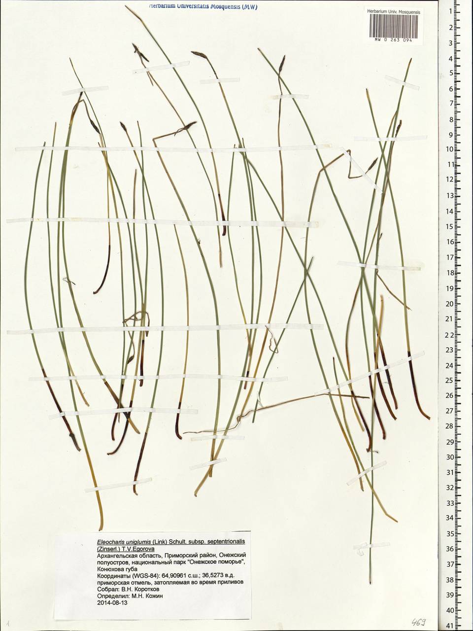 Eleocharis uniglumis (Link) Schult., Eastern Europe, Northern region (E1) (Russia)