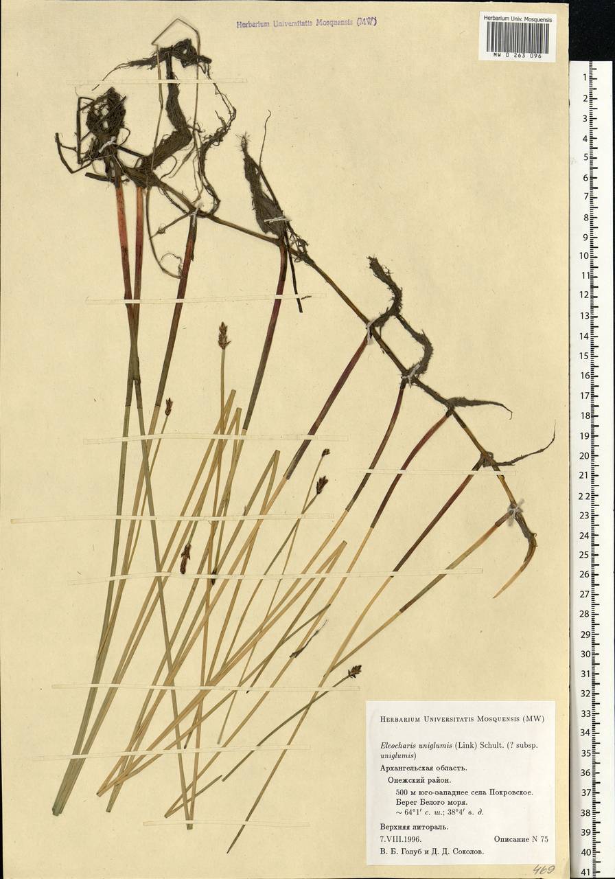 Eleocharis uniglumis (Link) Schult., Eastern Europe, Northern region (E1) (Russia)