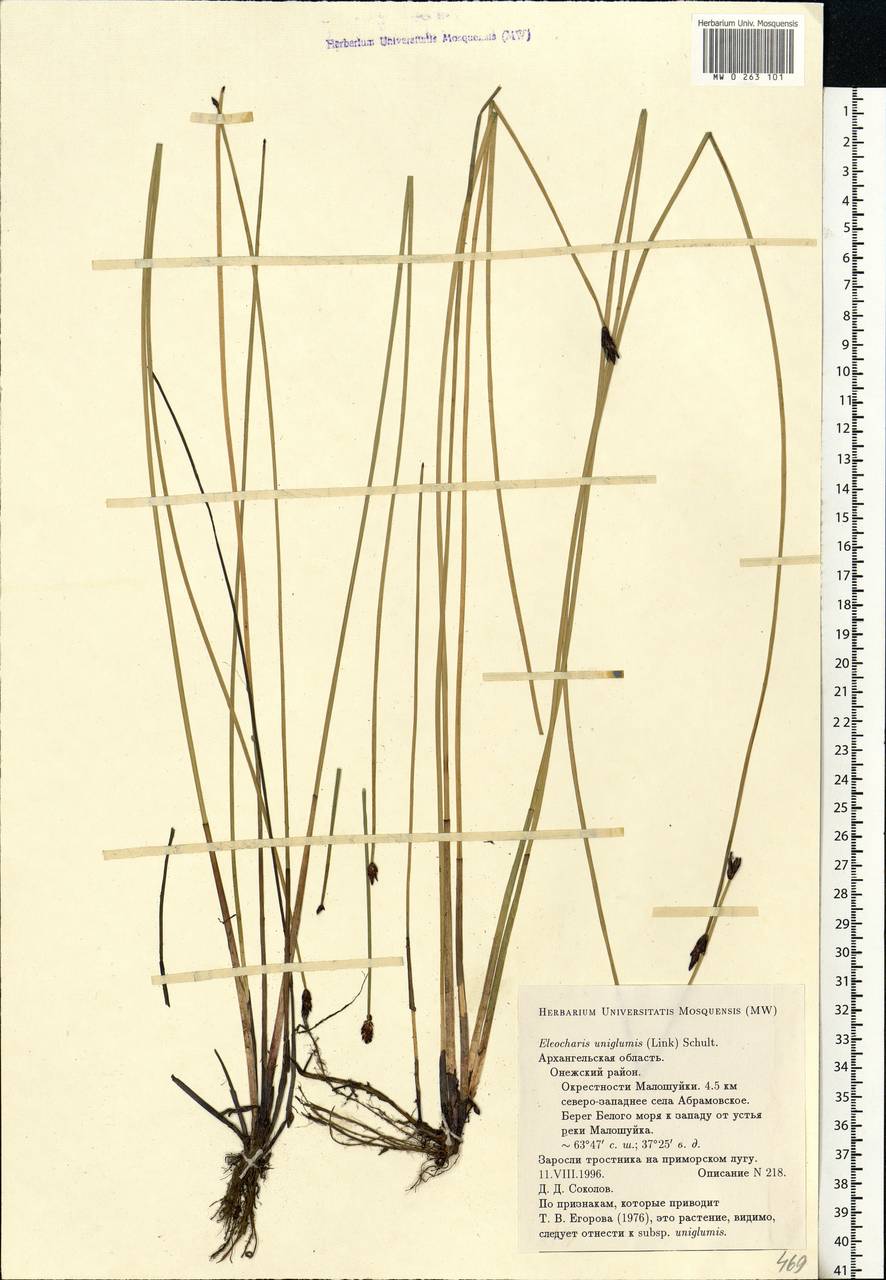 Eleocharis uniglumis (Link) Schult., Eastern Europe, Northern region (E1) (Russia)