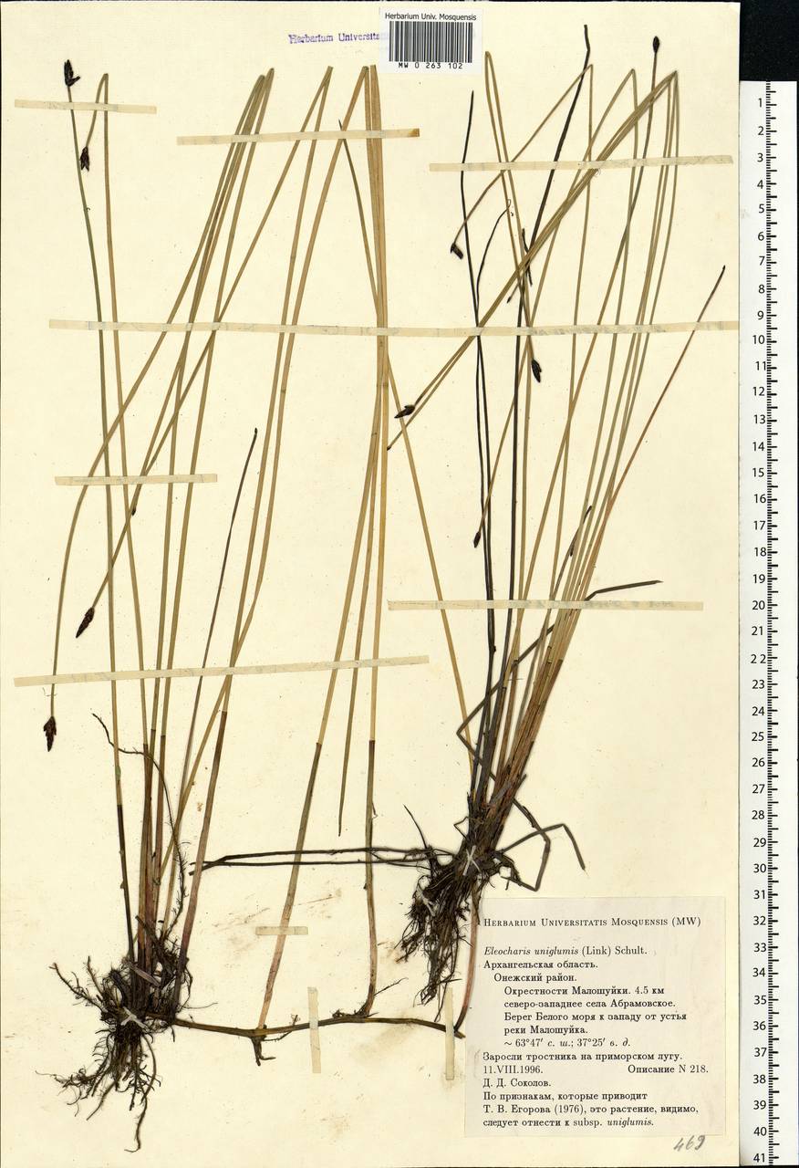 Eleocharis uniglumis (Link) Schult., Eastern Europe, Northern region (E1) (Russia)