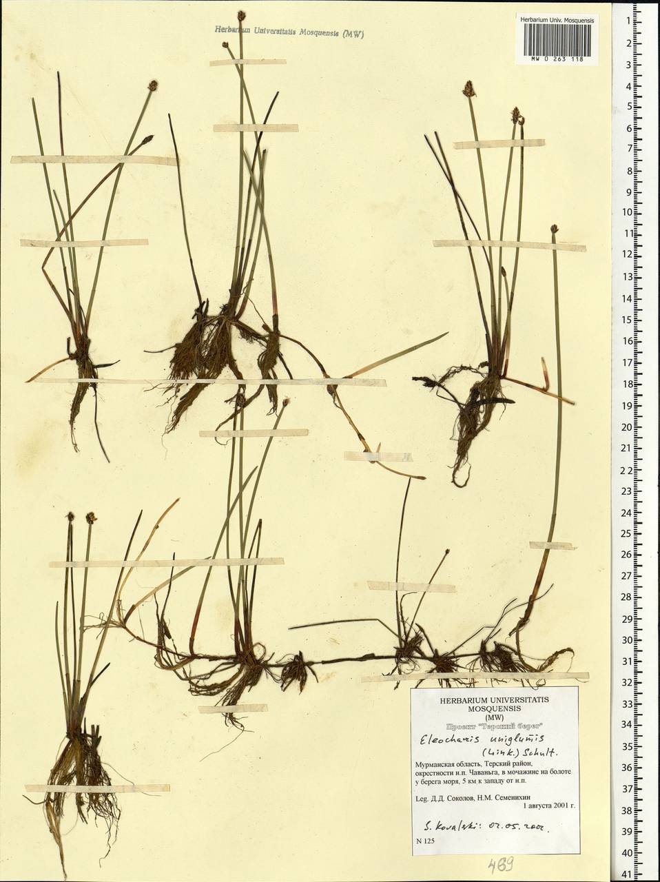 Eleocharis uniglumis (Link) Schult., Eastern Europe, Northern region (E1) (Russia)